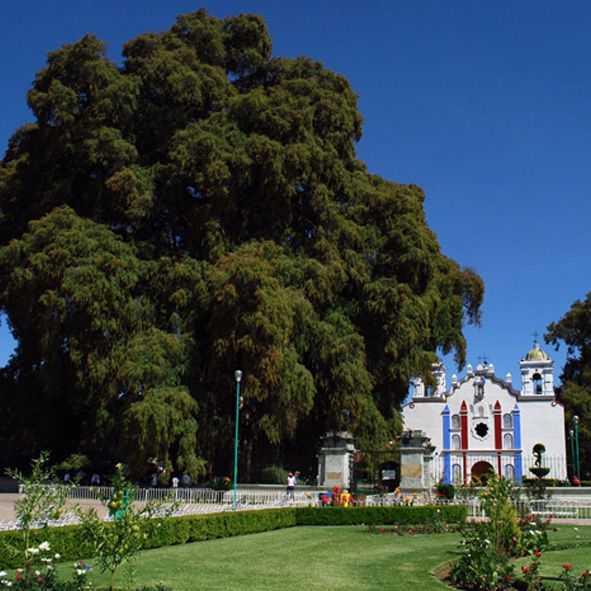 Santa María del Tule 